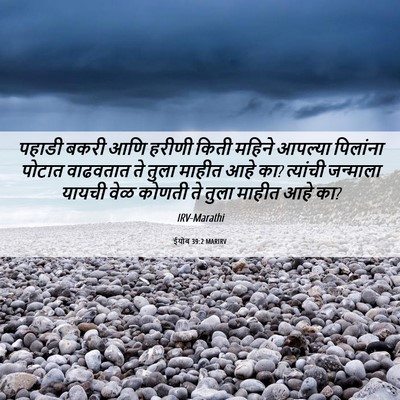 Picture 06 - ईयोब 39:2 MARIRV - पहाडी बकरी आणि - Bible Verse Picture