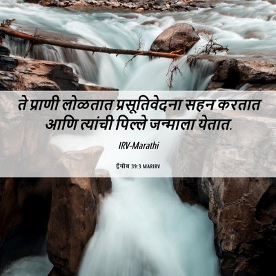 Picture 06 - ईयोब 39:3 MARIRV - ते प्राणी लोळतात - Bible Verse Picture