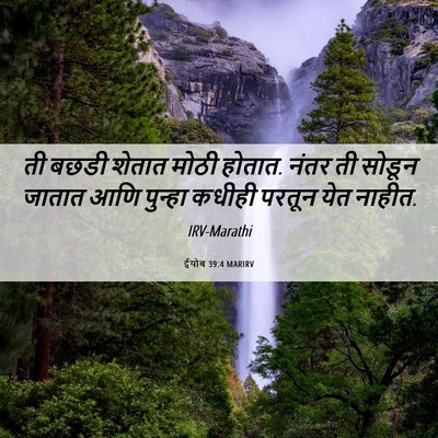 Picture 06 - ईयोब 39:4 MARIRV - ती बछडी शेतात मोठी - Bible Verse Picture
