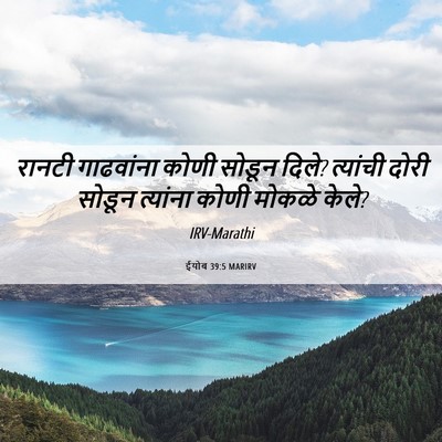 Picture 06 - ईयोब 39:5 MARIRV - रानटी गाढवांना - Bible Verse Picture