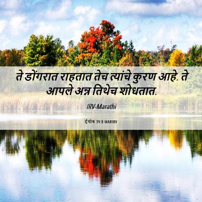 Picture 06 - ईयोब 39:8 MARIRV - ते डोंगरात राहतात - Bible Verse Picture