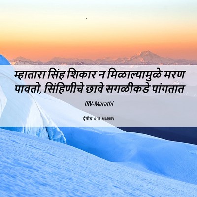 Picture 06 - ईयोब 4:11 MARIRV - म्हातारा सिंह - Bible Verse Picture