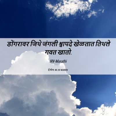 Picture 06 - ईयोब 40:20 MARIRV - डोंगरावर जिथे - Bible Verse Picture