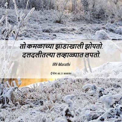 Picture 06 - ईयोब 40:21 MARIRV - तो कमळाच्या - Bible Verse Picture