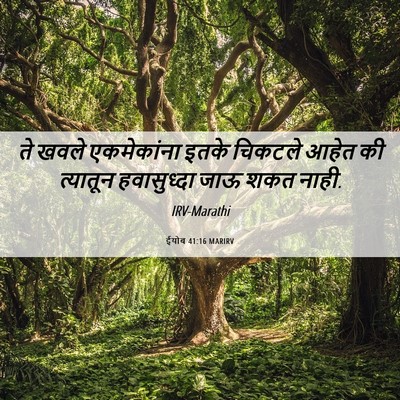 Picture 06 - ईयोब 41:16 MARIRV - ते खवले एकमेकांना - Bible Verse Picture