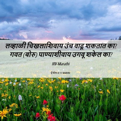 Picture 06 - ईयोब 8:11 MARIRV - लव्हाळी - Bible Verse Picture