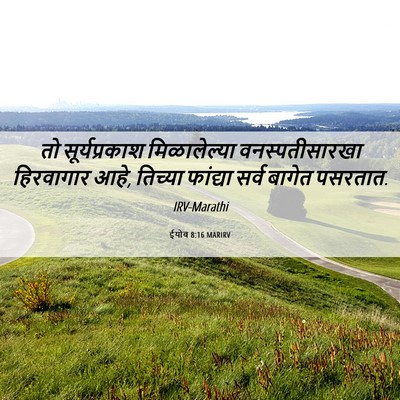 Picture 06 - ईयोब 8:16 MARIRV - तो सूर्यप्रकाश - Bible Verse Picture