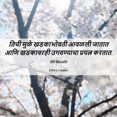 Picture 06 - ईयोब 8:17 MARIRV - तिची मुळे - Bible Verse Picture
