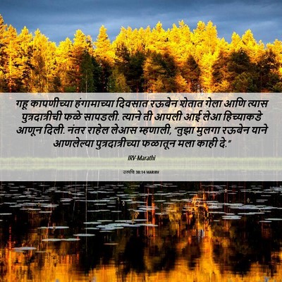 Picture 06 - उत्पत्ति 30:14 MARIRV - गहू कापणीच्या - Bible Verse Picture