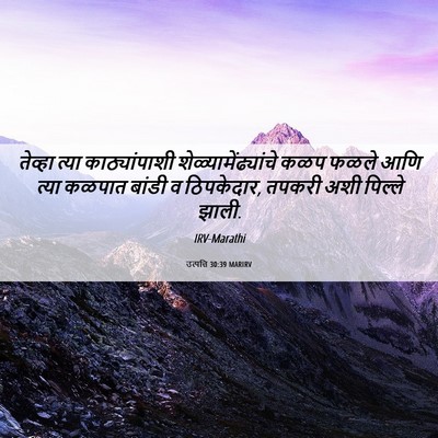 Picture 06 - उत्पत्ति 30:39 MARIRV - तेव्हा त्या - Bible Verse Picture