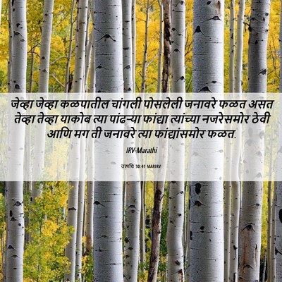 Picture 06 - उत्पत्ति 30:41 MARIRV - जेव्हा जेव्हा - Bible Verse Picture