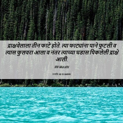 Picture 06 - उत्पत्ति 40:10 MARIRV - द्राक्षवेलाला तीन - Bible Verse Picture