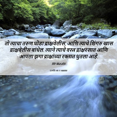Picture 06 - उत्पत्ति 49:11 MARIRV - तो त्याचा तरुण - Bible Verse Picture