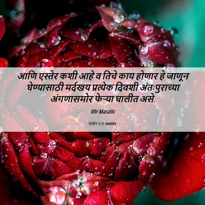 Picture 06 - एस्तेर 2:11 MARIRV - आणि एस्तेर कशी आहे - Bible Verse Picture