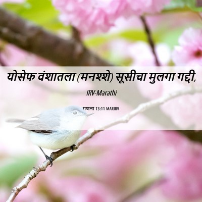 Picture 06 - गणना 13:11 MARIRV - योसेफ वंशातला - Bible Verse Picture