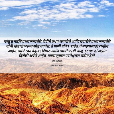 Picture 06 - गणना 18:17 MARIRV - परंतु तू गाईचे - Bible Verse Picture