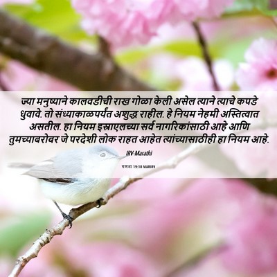Picture 06 - गणना 19:10 MARIRV - ज्या मनुष्याने - Bible Verse Picture