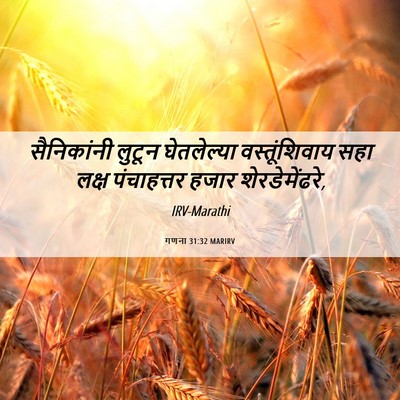 Picture 06 - गणना 31:32 MARIRV - सैनिकांनी लुटून - Bible Verse Picture
