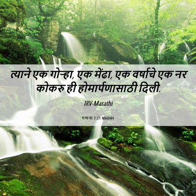 Picture 06 - गणना 7:21 MARIRV - त्याने एक गोऱ्हा, - Bible Verse Picture