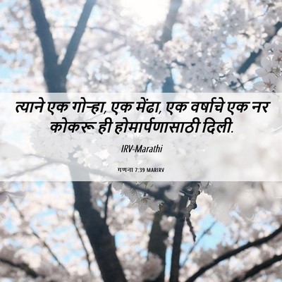 Picture 06 - गणना 7:39 MARIRV - त्याने एक गोऱ्हा, - Bible Verse Picture