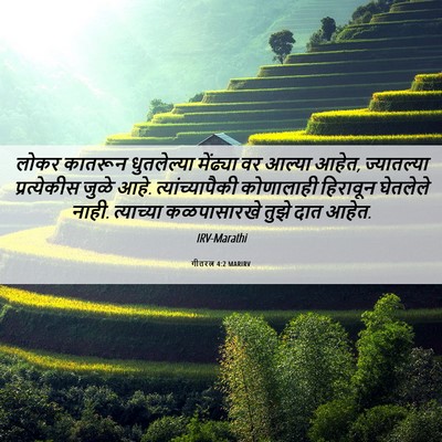 Picture 06 - गीतरत्न 4:2 MARIRV - लोकर कातरून - Bible Verse Picture
