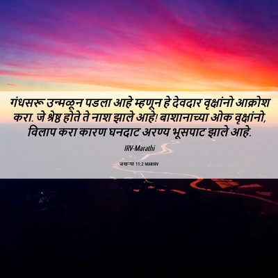 Picture 06 - जखऱ्या 11:2 MARIRV - गंधसरू उन्मळून - Bible Verse Picture