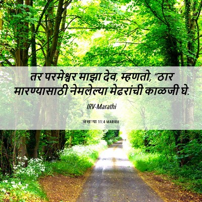 Picture 06 - जखऱ्या 11:4 MARIRV - तर परमेश्वर माझा - Bible Verse Picture