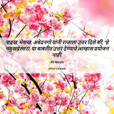 Picture 06 - दानिएल 3:16 MARIRV - शद्रख, मेशख, - Bible Verse Picture