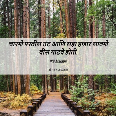 Picture 06 - नहेम्या 7:69 MARIRV - चारशे पस्तीस उंट - Bible Verse Picture