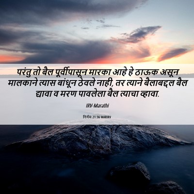 Picture 06 - निर्गम 21:36 MARIRV - परंतु तो बैल - Bible Verse Picture