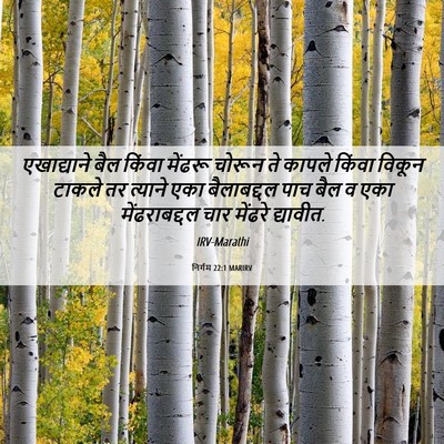 Picture 06 - निर्गम 22:1 MARIRV - एखाद्याने बैल - Bible Verse Picture