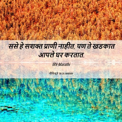 Picture 06 - नीतिसूत्रे 30:26 MARIRV - ससे हे सशक्त - Bible Verse Picture