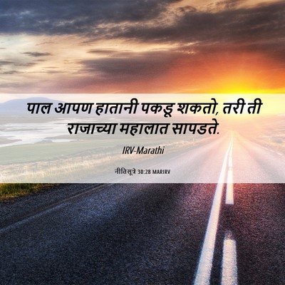 Picture 06 - नीतिसूत्रे 30:28 MARIRV - पाल आपण हातानी - Bible Verse Picture