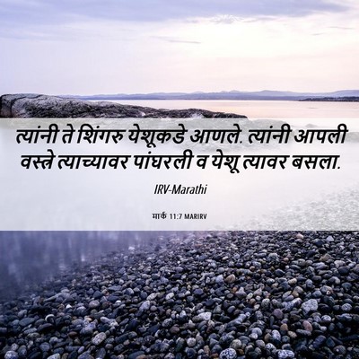 Picture 06 - मार्क 11:7 MARIRV - त्यांनी ते शिंगरु - Bible Verse Picture