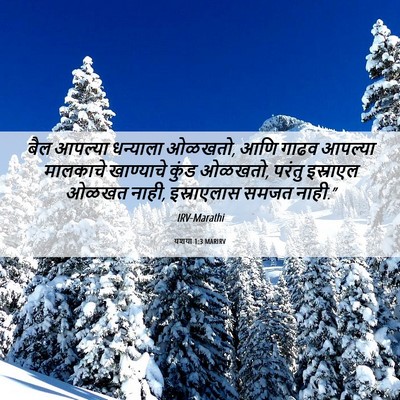 Picture 06 - यशया 1:3 MARIRV - बैल आपल्या - Bible Verse Picture