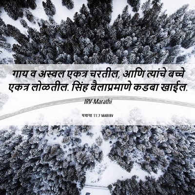 Picture 06 - यशया 11:7 MARIRV - गाय व अस्वल एकत्र - Bible Verse Picture