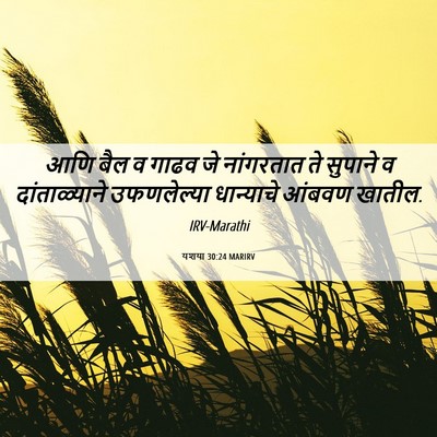 Picture 06 - यशया 30:24 MARIRV - आणि बैल व गाढव जे - Bible Verse Picture
