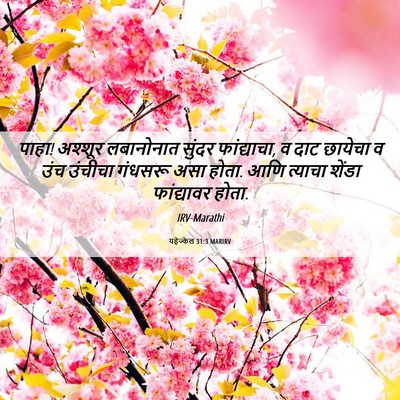 Picture 06 - यहेज्केल 31:3 MARIRV - पाहा! अश्शूर - Bible Verse Picture