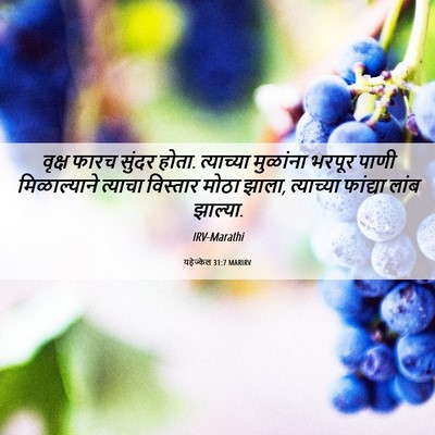 Picture 06 - यहेज्केल 31:7 MARIRV - वृक्ष फारच सुंदर - Bible Verse Picture