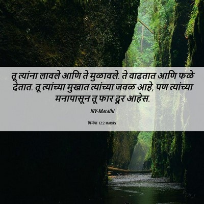 Picture 06 - यिर्मया 12:2 MARIRV - तू त्यांना लावले - Bible Verse Picture