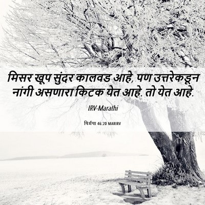 Picture 06 - यिर्मया 46:20 MARIRV - मिसर खूप सुंदर - Bible Verse Picture