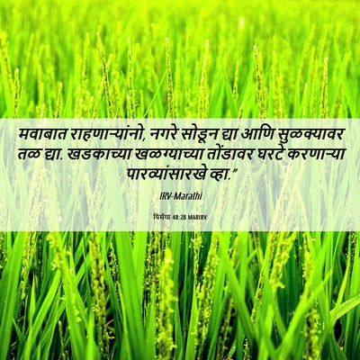Picture 06 - यिर्मया 48:28 MARIRV - मवाबात - Bible Verse Picture