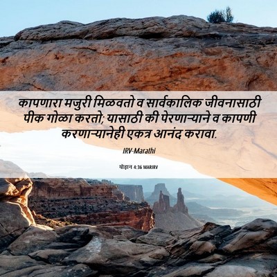 Picture 06 - योहान 4:36 MARIRV - कापणारा मजुरी - Bible Verse Picture