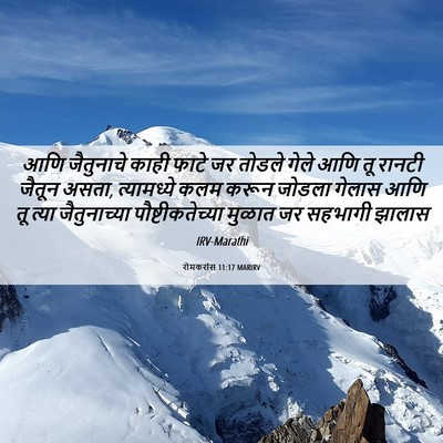 Picture 06 - रोमकरांस 11:17 MARIRV - आणि जैतुनाचे काही - Bible Verse Picture