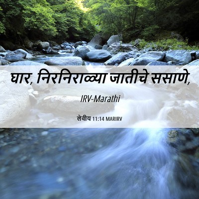 Picture 06 - लेवीय 11:14 MARIRV - घार, निरनिराळ्या - Bible Verse Picture
