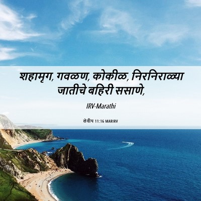 Picture 06 - लेवीय 11:16 MARIRV - शहामृग, गवळण, - Bible Verse Picture