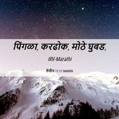 Picture 06 - लेवीय 11:17 MARIRV - पिंगळा, करढोक, मोठे - Bible Verse Picture