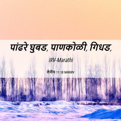 Picture 06 - लेवीय 11:18 MARIRV - पांढरे घुबड, - Bible Verse Picture