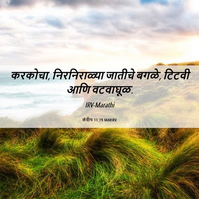 Picture 06 - लेवीय 11:19 MARIRV - करकोचा, - Bible Verse Picture