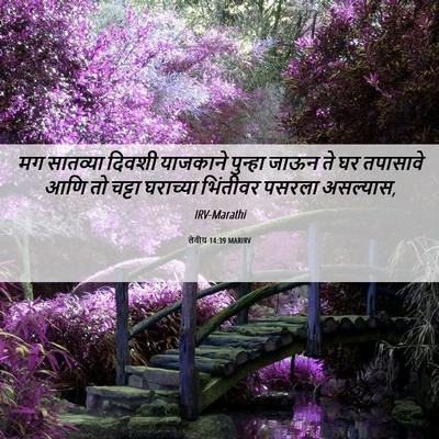 Picture 06 - लेवीय 14:39 MARIRV - मग सातव्या दिवशी - Bible Verse Picture